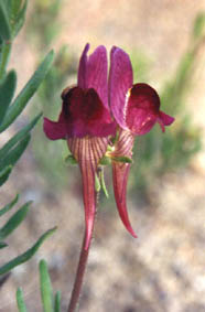 Linaria aeruginea